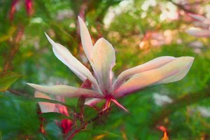 Magnolia de Helen White